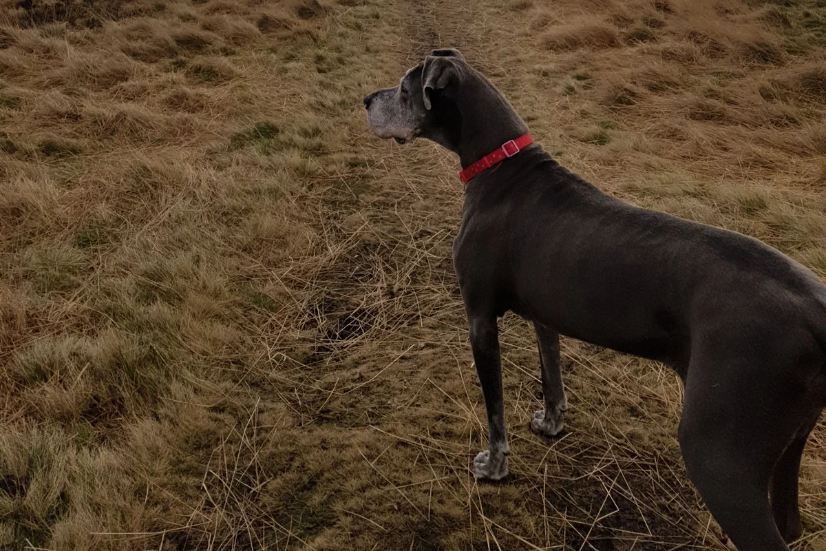 A dark grey Great Dane with a red collar on a grassy hillside